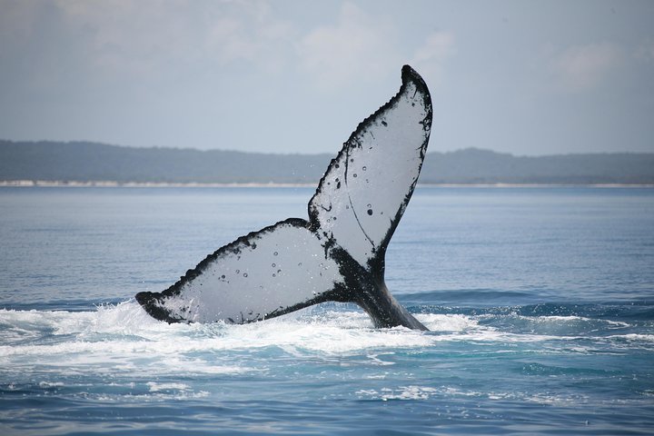 Hervey Bay Whale Watching Cruise - Accommodation Guide